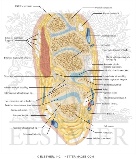 Watermarked preview of labeled image: Cross Section of the Ankle and Foot: Axial View
