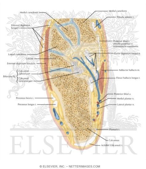 Watermarked preview of labeled image: Cross Section of the Ankle and Foot: Axial View
