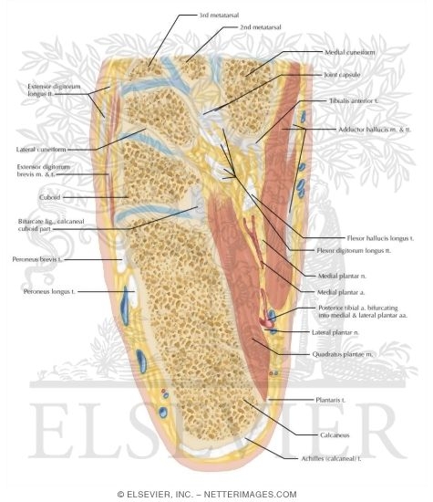 Watermarked preview of labeled image: Cross Section of the Ankle and Foot: Axial View