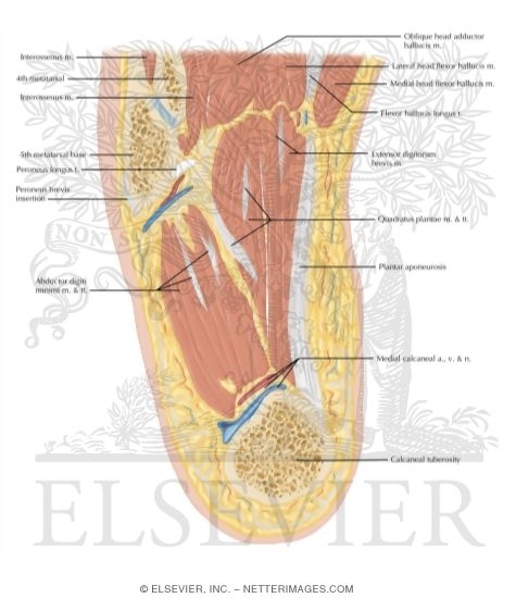 Watermarked preview of labeled image: Cross Section of the Ankle and Foot: Axial View