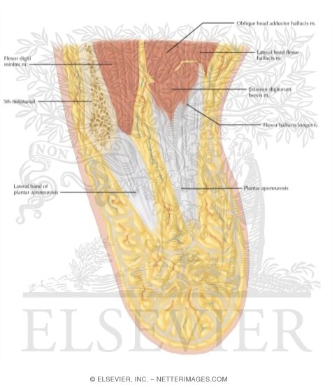 Watermarked preview of labeled image: Cross Section of the Ankle and Foot: Axial View