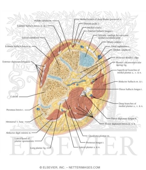 Watermarked preview of labeled image: Cross Section of the Ankle and Foot: Coronal View