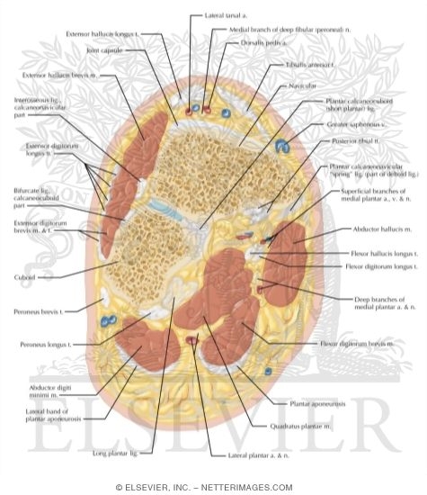 Watermarked preview of labeled image: Cross Section of the Ankle and Foot: Coronal View