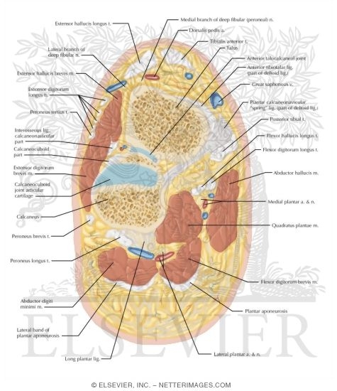 Watermarked preview of labeled image: Cross Section of the Ankle and Foot: Coronal View