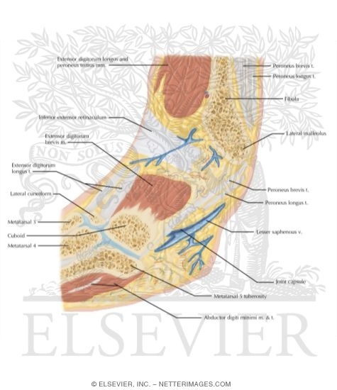 Watermarked preview of labeled image: Cross Section of the Ankle and Foot: Sagittal View