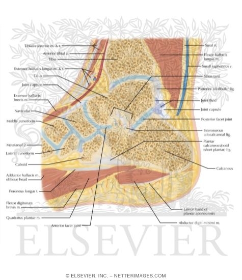 Watermarked preview of labeled image: Cross Section of the Ankle and Foot: Sagittal View