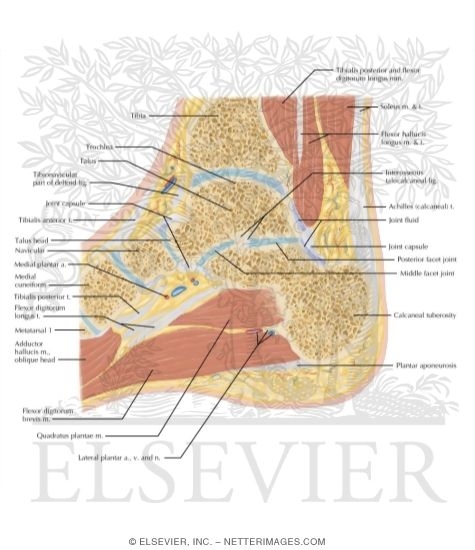 Watermarked preview of labeled image: Cross Section of the Ankle and Foot: Sagittal View