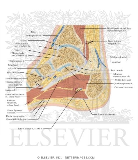 Watermarked preview of labeled image: Cross Section of the Ankle and Foot: Sagittal View
