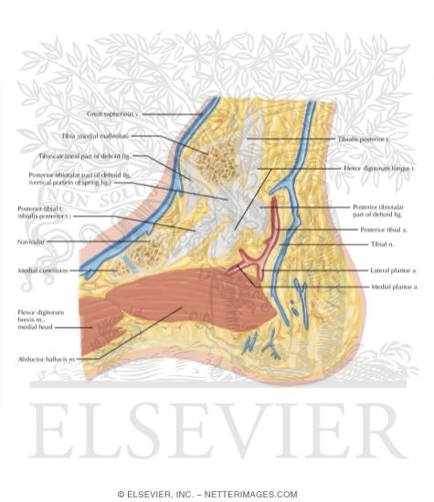 Watermarked preview of labeled image: Cross Section of the Ankle and Foot: Sagittal View