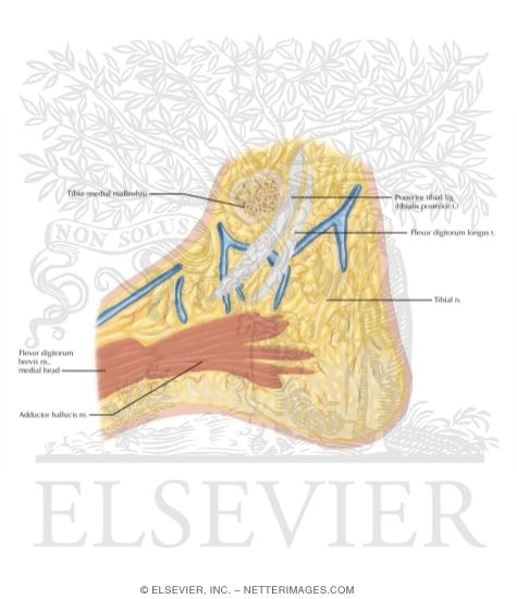 Watermarked preview of labeled image: Cross Section of the Ankle and Foot: Sagittal View