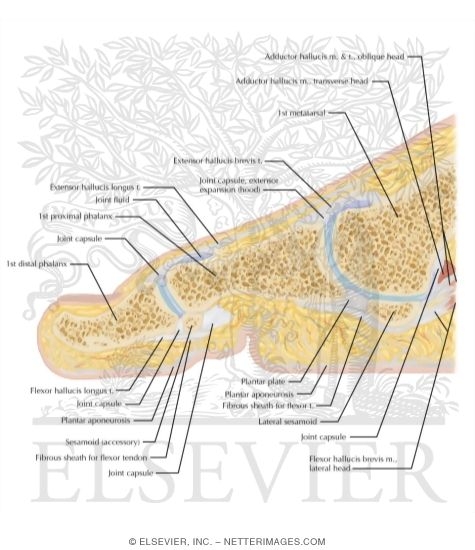 Watermarked preview of labeled image: Cross Section of the Plantar Plate: Sagittal View
