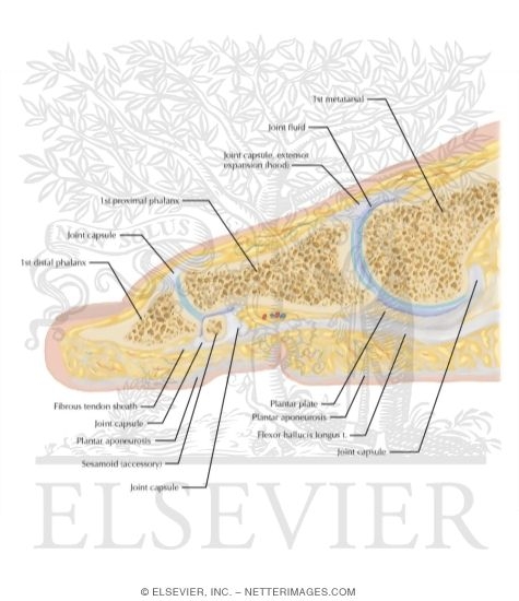 Watermarked preview of labeled image: Cross Section of the Plantar Plate: Sagittal View