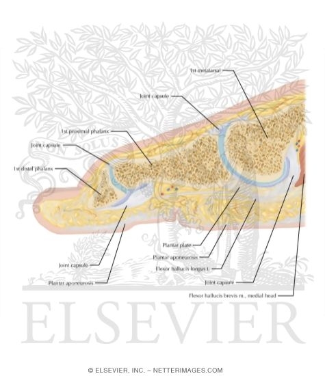 Watermarked preview of labeled image: Cross Section of the Plantar Plate: Sagittal View