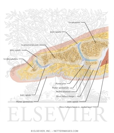 Watermarked preview of labeled image: Cross Section of the Plantar Plate: Sagittal View
