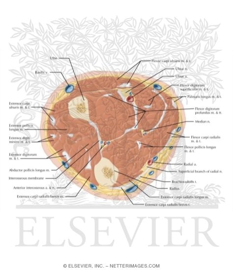 Cross Section of the Forearm: Axial View