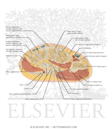 Cross Section of the Hand: Axial View