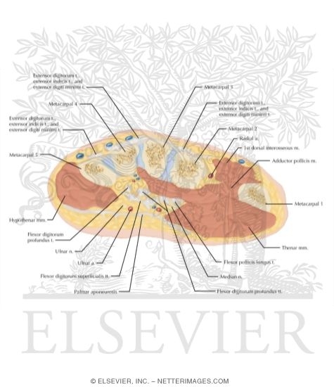 Cross Section Of The Hand Axial View