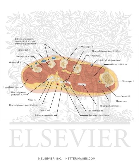 Watermarked preview of labeled image: Cross Section of the Hand: Axial View