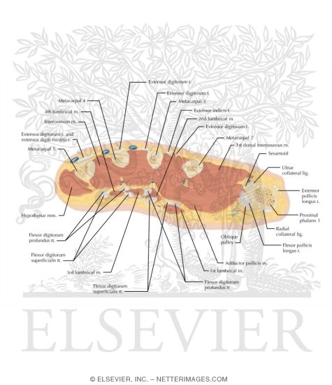 Watermarked preview of labeled image: Cross Section of the Hand: Axial View