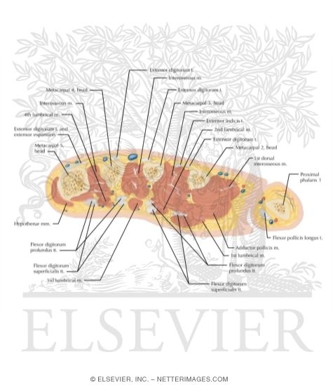 Cross Section Of The Hand Axial View
