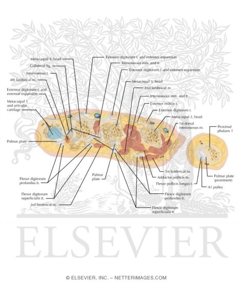 Watermarked preview of labeled image: Cross Section of the Hand: Axial View