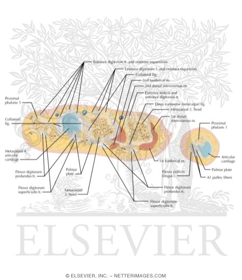 Watermarked preview of labeled image: Cross Section of the Hand: Axial View