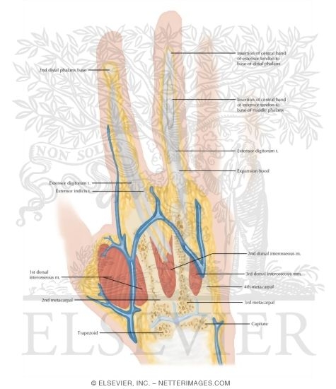 Watermarked preview of labeled image: Cross Section of the Hand: Coronal View
