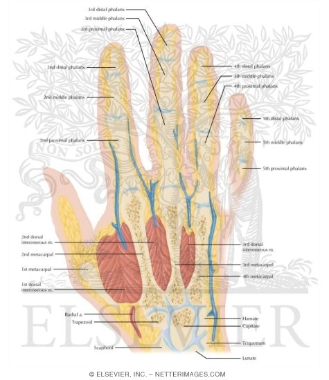 Watermarked preview of labeled image: Cross Section of the Hand: Coronal View