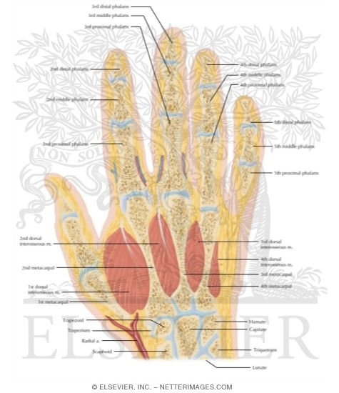 Watermarked preview of labeled image: Cross Section of the Hand: Coronal View
