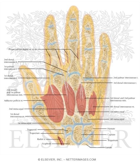 Cross Section Of The Hand Coronal View