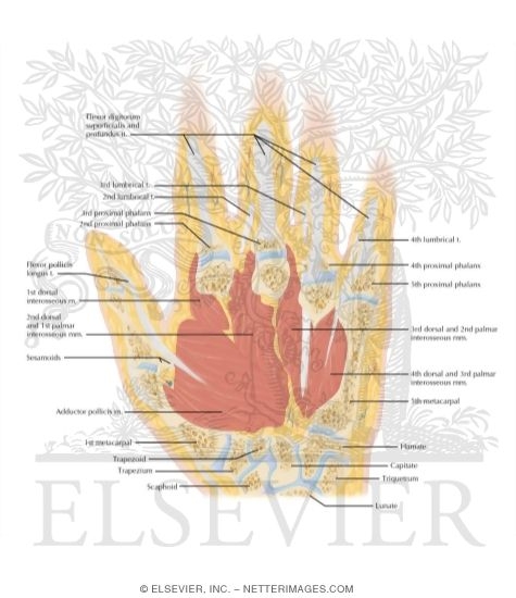 Watermarked preview of labeled image: Cross Section of the Hand: Coronal View