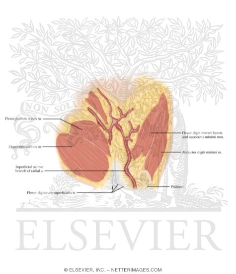 Watermarked preview of labeled image: Cross Section of the Hand: Coronal View