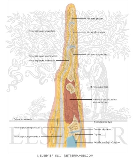 Cross Section of the Hand: Sagittal View