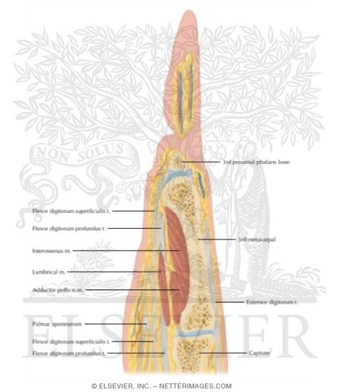 Watermarked preview of labeled image: Cross Section of the Hand: Coronal View