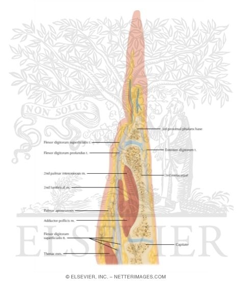Watermarked preview of labeled image: Cross Section of the Hand: Coronal View
