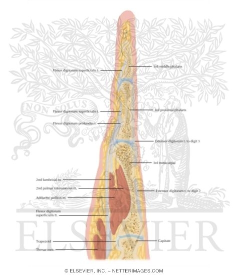 Watermarked preview of labeled image: Cross Section of the Hand: Coronal View
