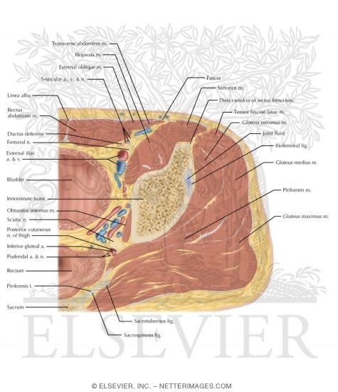 Watermarked preview of labeled image: Cross Section of the Hip: Axial View