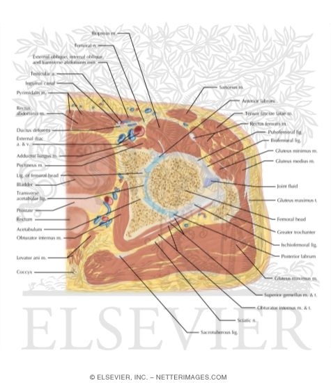 Cross Section of the Hip: Axial View