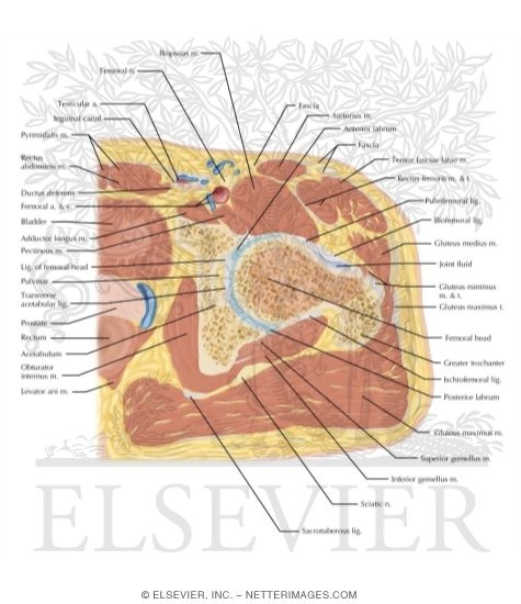 Watermarked preview of labeled image: Cross Section of the Hip: Axial View