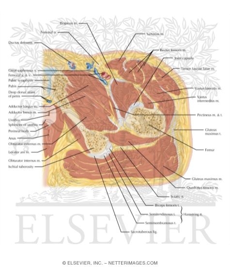 Watermarked preview of labeled image: Cross Section of the Hip: Axial View