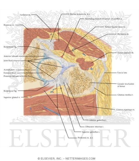 Watermarked preview of labeled image: Cross Section of the Hip: Axial Oblique View