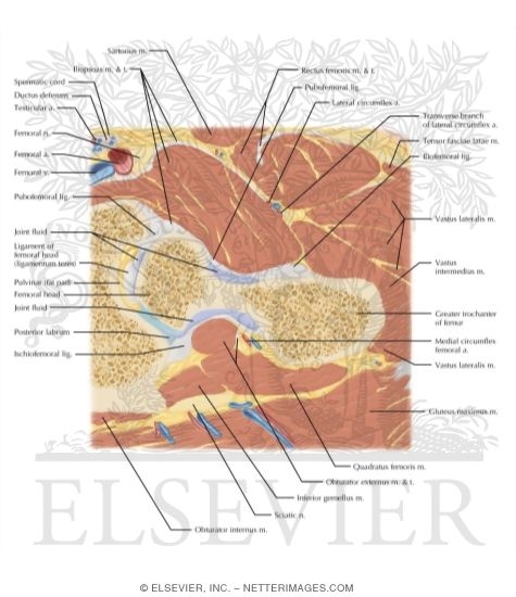 Watermarked preview of labeled image: Cross Section of the Hip: Axial Oblique View