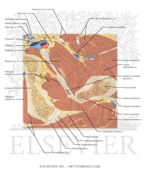 Watermarked preview of labeled image: Cross Section of the Hip: Axial Oblique View