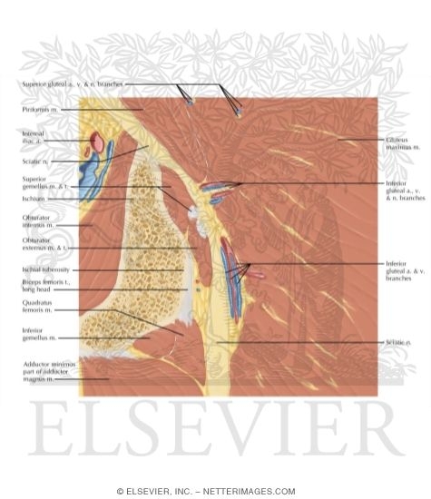 Watermarked preview of labeled image: Cross Section of the Hip: Coronal Oblique View