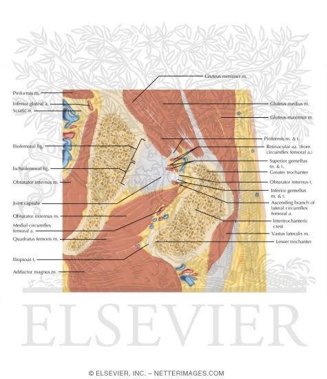 Watermarked preview of labeled image: Cross Section of the Hip: Coronal View