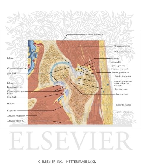 Watermarked preview of labeled image: Cross Section of the Hip: Coronal View