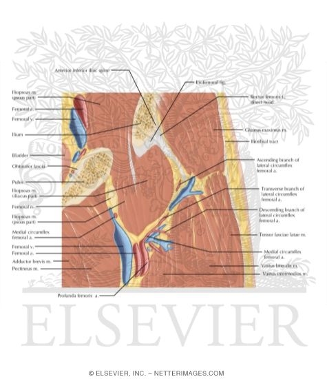 Watermarked preview of labeled image: Cross Section of the Hip: Coronal View