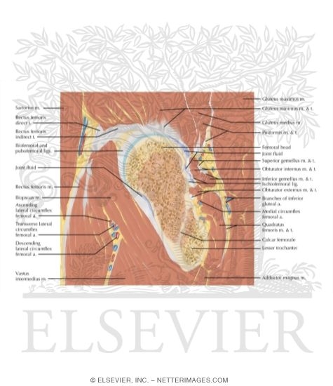 Watermarked preview of labeled image: Cross Section of the Hip: Sagittal View