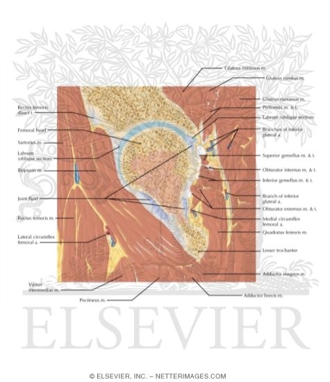 Watermarked preview of labeled image: Cross Section of the Hip: Sagittal View