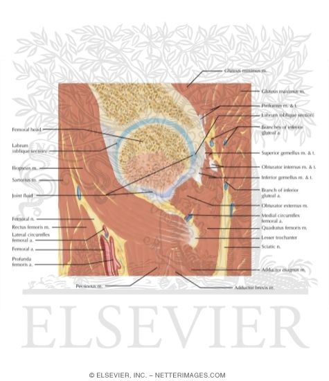 Watermarked preview of labeled image: Cross Section of the Hip: Sagittal View
